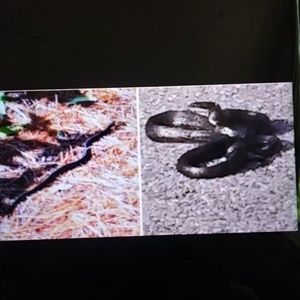 Meet your Posher, Johnny